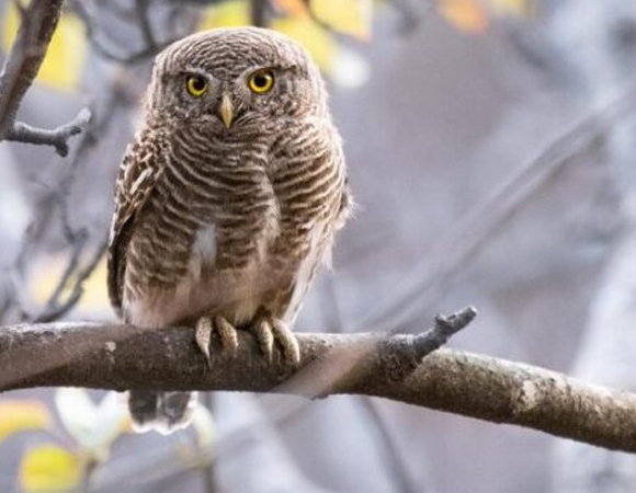 Grassland Bird Watching