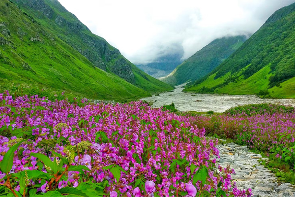 Valley of flowers from